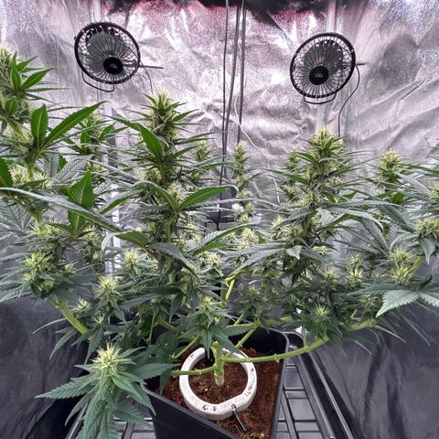 A primeira growlog timeline photo
