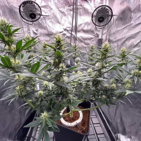 A primeira growlog timeline photo