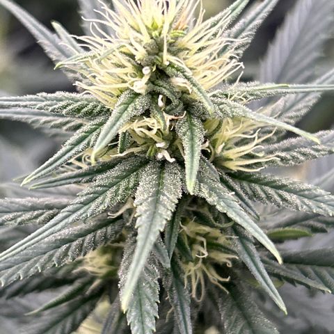 A primeira growlog timeline photo