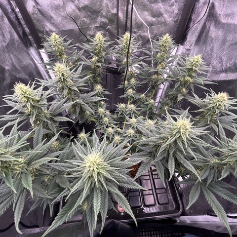 A primeira growlog timeline photo