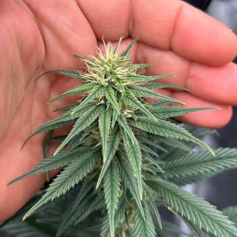 A primeira growlog timeline photo