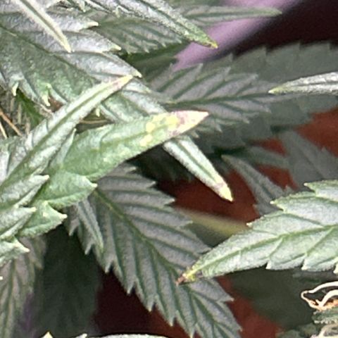 A primeira growlog timeline photo