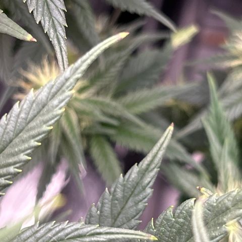 A primeira growlog timeline photo