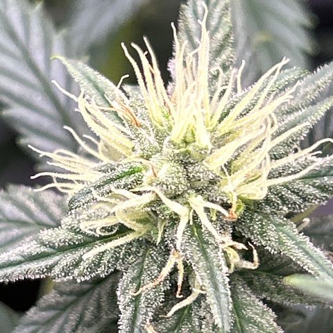 A primeira growlog timeline photo
