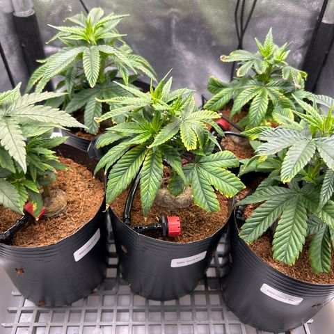 A primeira growlog timeline photo