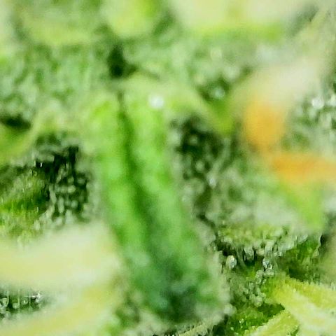 A primeira growlog timeline photo