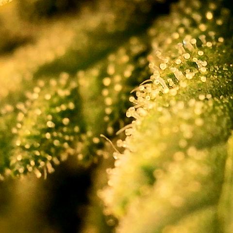 A primeira growlog timeline photo