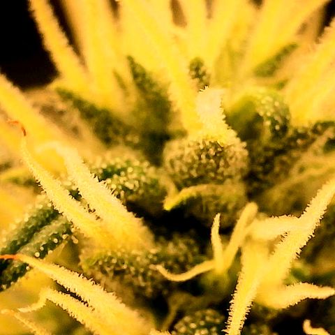 A primeira growlog timeline photo