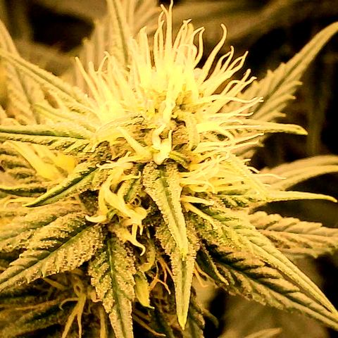 A primeira growlog timeline photo