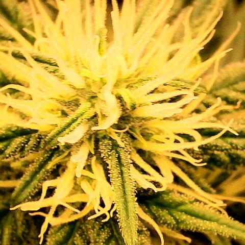 A primeira growlog timeline photo