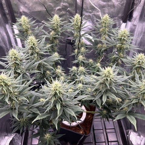 A primeira growlog timeline photo