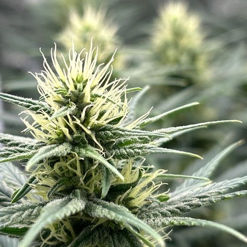 A primeira growlog timeline photo