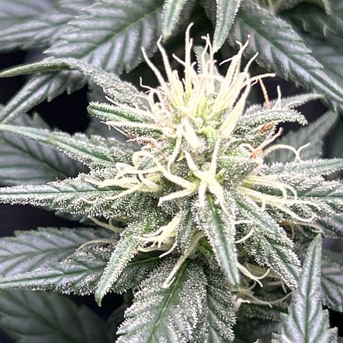 A primeira growlog timeline photo