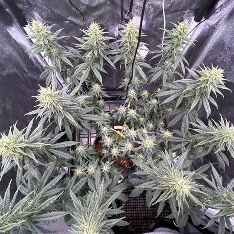 A primeira growlog timeline photo