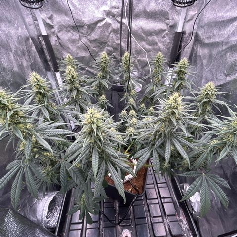A primeira growlog timeline photo