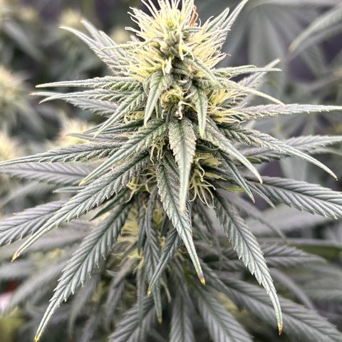 A primeira growlog timeline photo