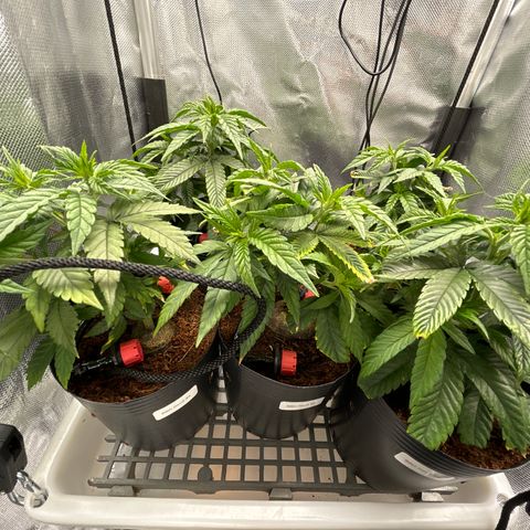 A primeira growlog timeline photo
