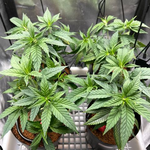 A primeira growlog timeline photo