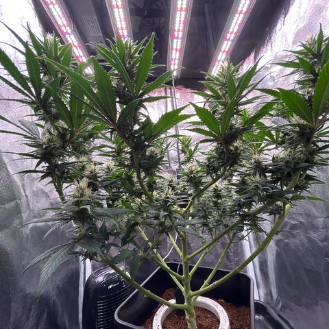 A primeira growlog timeline photo