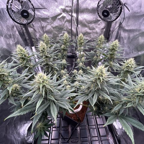 A primeira growlog timeline photo