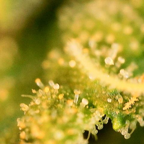 A primeira growlog timeline photo