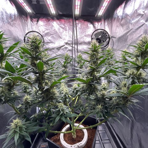 A primeira growlog timeline photo
