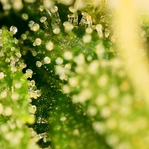 A primeira growlog timeline photo