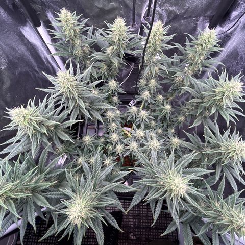 A primeira growlog timeline photo