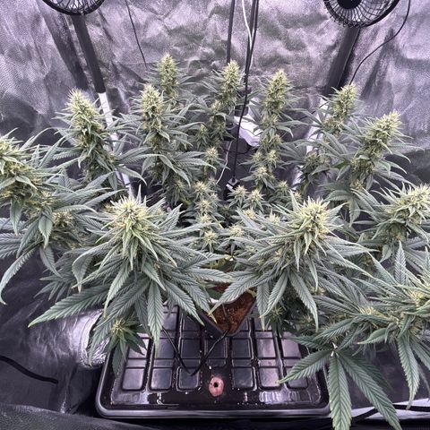 A primeira growlog timeline photo