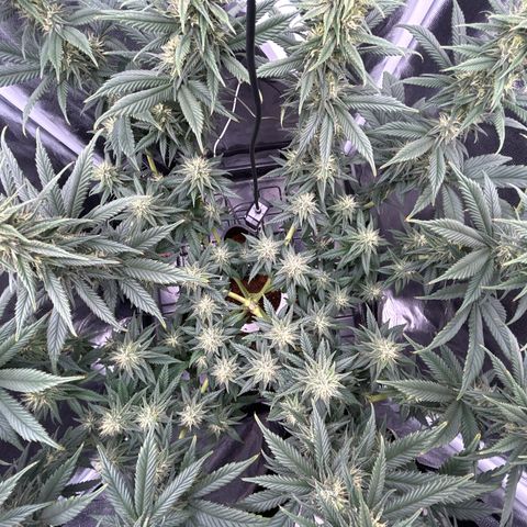 A primeira growlog timeline photo