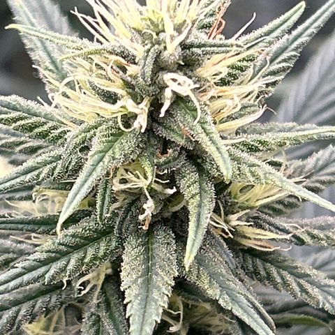 A primeira growlog timeline photo