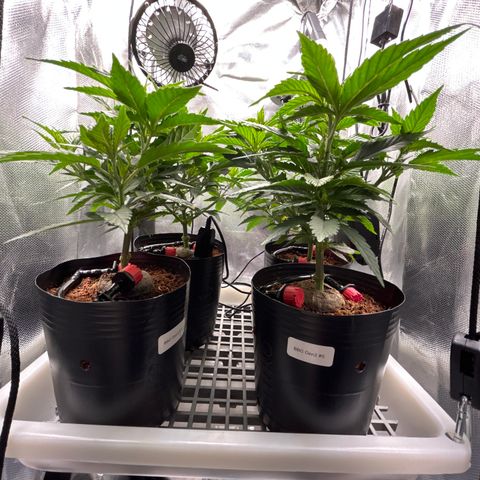 A primeira growlog timeline photo
