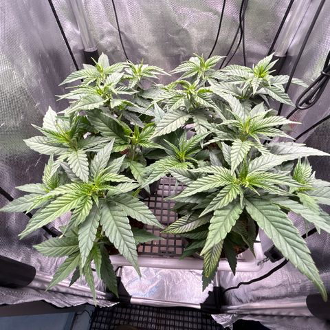 A primeira growlog timeline photo