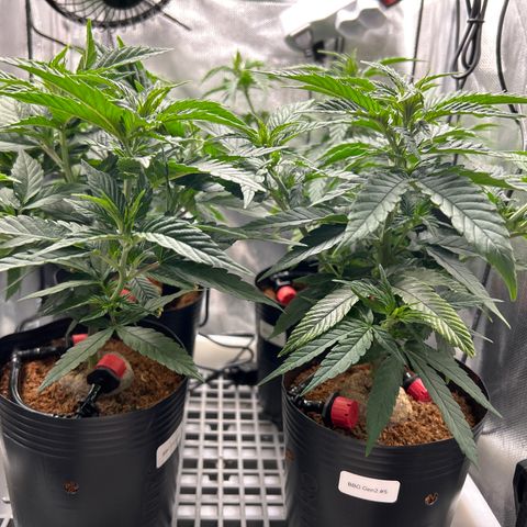 A primeira growlog timeline photo