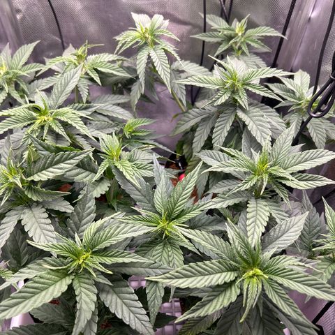 A primeira growlog timeline photo