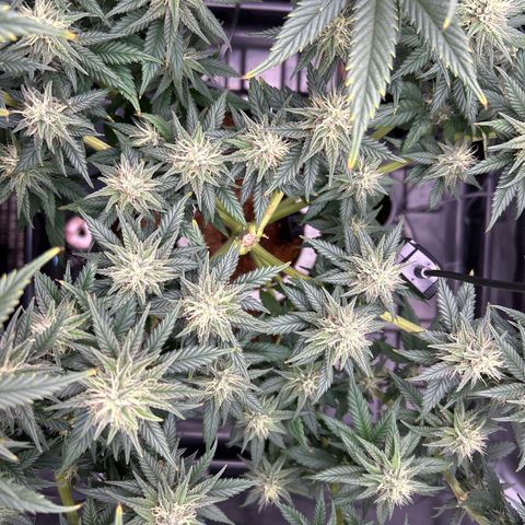 A primeira growlog timeline photo