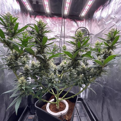 A primeira growlog timeline photo
