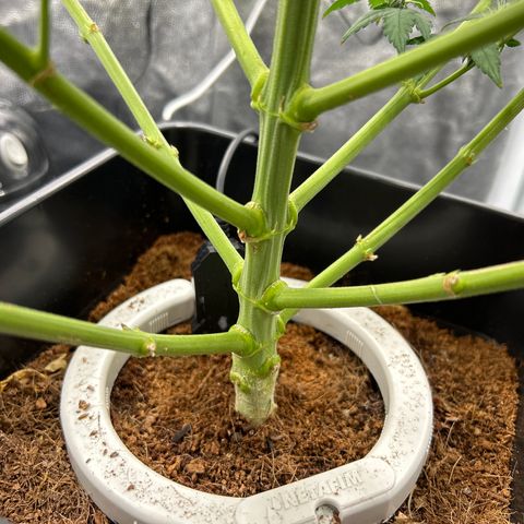 A primeira growlog timeline photo