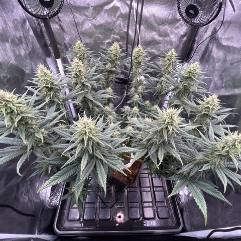 A primeira growlog timeline photo