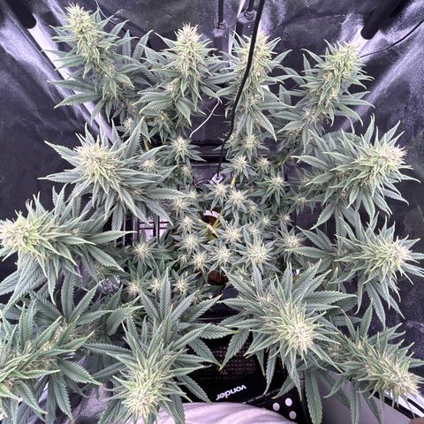 A primeira growlog timeline photo