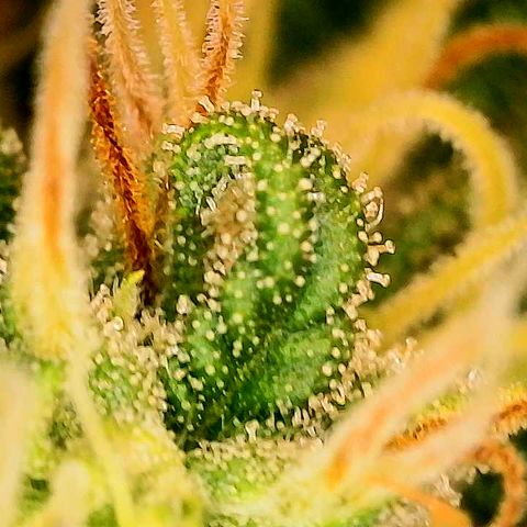 A primeira growlog timeline photo