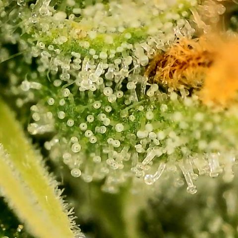A primeira growlog timeline photo