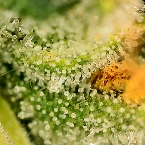 A primeira growlog timeline photo
