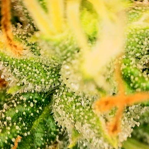 A primeira growlog timeline photo
