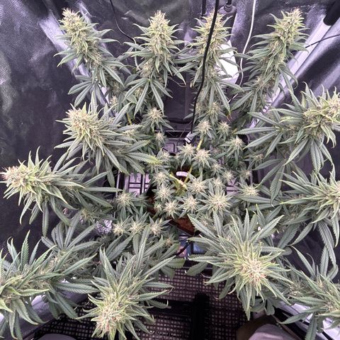 A primeira growlog timeline photo