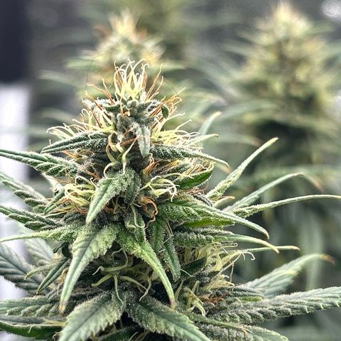 A primeira growlog timeline photo