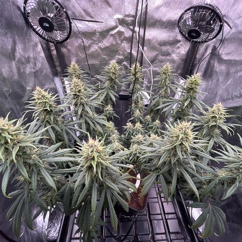 A primeira growlog timeline photo