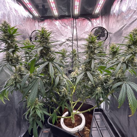 A primeira growlog timeline photo