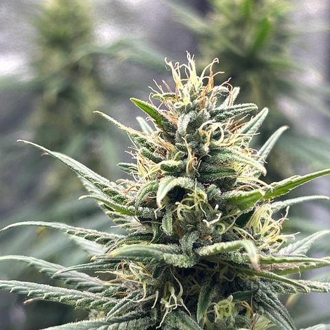 A primeira growlog timeline photo