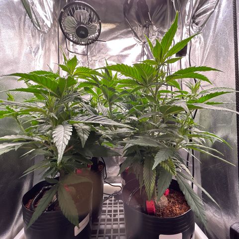 A primeira growlog timeline photo
